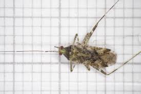 Attēlu rezultāti vaicājumam “Phytocoris longipennis”