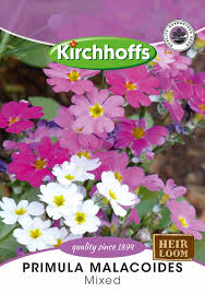 Image result for Primula malacoides