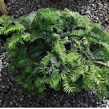 Attēlu rezultāti vaicājumam “Cephaloziella elachista macro”