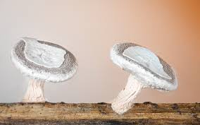 Attēlu rezultāti vaicājumam “Diderma hemisphaericum”