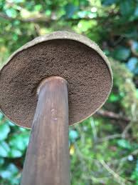 Attēlu rezultāti vaicājumam “Porphyrellus porphyrosporus”