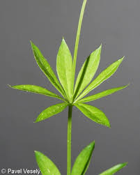 Attēlu rezultāti vaicājumam “Galium odoratum leaf”