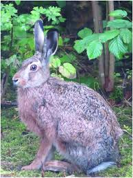 Attēlu rezultāti vaicājumam “Lepus europaeus adult”