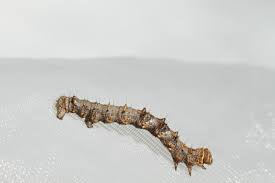 Attēlu rezultāti vaicājumam “Phigalia pilosaria”