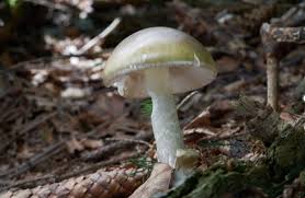 Attēlu rezultāti vaicājumam “Amanita phalloides”