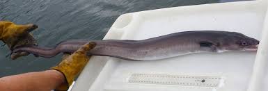 Image result for Conger conger