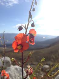 Image result for Alonsoa linearis