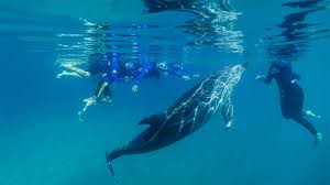 Image result for Dolphin Sub Aqua
