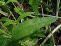 Attēlu rezultāti vaicājumam “Craterium aureonucleatum stalked”