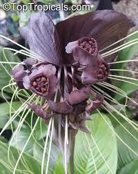 Image result for Tacca chantrieri