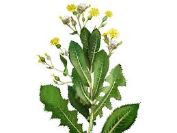 Attēlu rezultāti vaicājumam “Eschscholzia californica leaf”
