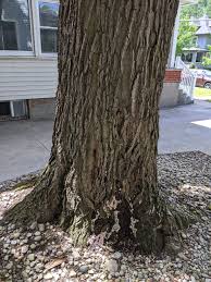 Attēlu rezultāti vaicājumam “Kretzschmaria deusta”