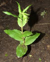 Attēlu rezultāti vaicājumam “Epipactis helleborine leaf”
