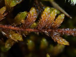 Attēlu rezultāti vaicājumam “Palustriella commutata sporophyte”
