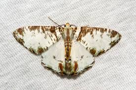 Attēlu rezultāti vaicājumam “Geometridae”