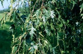 Attēlu rezultāti vaicājumam “Betula pendula var. carelica”