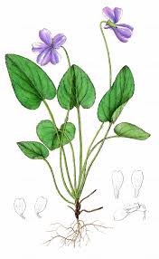 Attēlu rezultāti vaicājumam “Viola uliginosa”