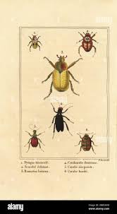 Attēlu rezultāti vaicājumam “Omophron limbatum”