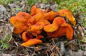 Attēlu rezultāti vaicājumam “Hypomyces armeniacus”