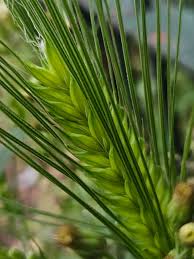 Attēlu rezultāti vaicājumam “Hordeum vulgare”