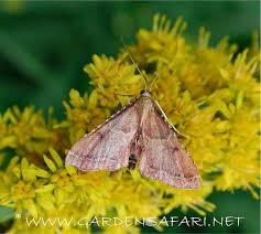 Attēlu rezultāti vaicājumam “Parapoynx stratiotata male”