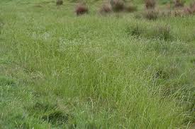 Attēlu rezultāti vaicājumam “Glyceria fluitans fruit”