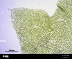 Attēlu rezultāti vaicājumam “Barbilophozia lycopodioides”