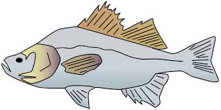 Image result for Morone americana