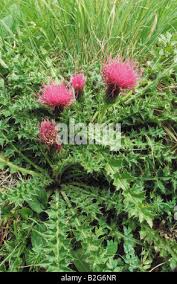 Attēlu rezultāti vaicājumam “Cirsium acaule leaf”
