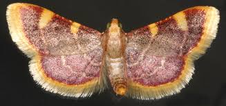 Attēlu rezultāti vaicājumam “Hypsopygia costalis”