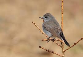 Image result for Ficedula albicilla