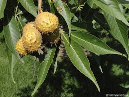 Attēlu rezultāti vaicājumam “Aesculus flava fruit”