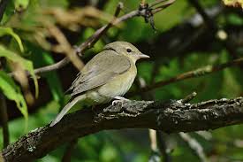 Attēlu rezultāti vaicājumam “Sylvia borin”