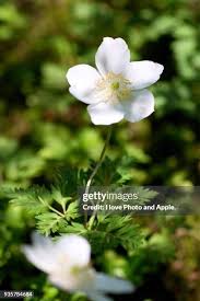 Attēlu rezultāti vaicājumam “Parnassia palustris flower”