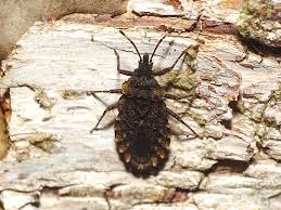 Attēlu rezultāti vaicājumam “Aradus betulae”