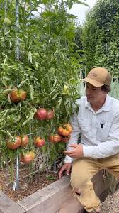 Afbeeldingsresultaat voor cherokee purple tomato