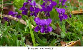 Attēlu rezultāti vaicājumam “Viola hirta”