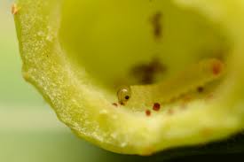 Attēlu rezultāti vaicājumam “Pontania proxima”