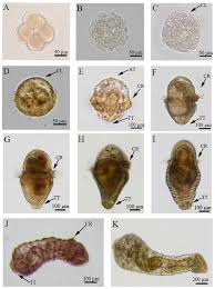 Attēlu rezultāti vaicājumam “Trichia ambigua stalked”