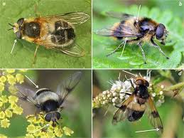 Attēlu rezultāti vaicājumam “Leucozona lucorum”