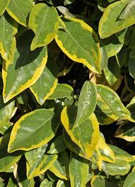 Attēlu rezultāti vaicājumam “Carex ornithopoda leaf”