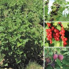 Attēlu rezultāti vaicājumam “Libanotis montana fruit”