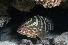 Image result for Epinephelus striatus