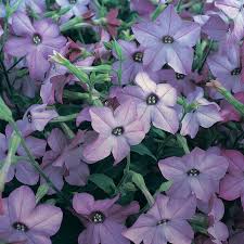 Image result for Nicotiana x sanderae `Perfume`F1