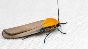 Attēlu rezultāti vaicājumam “Lithosia quadra male”