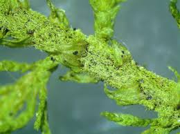 Attēlu rezultāti vaicājumam “Thuidium recognitum”