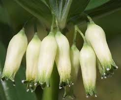 Attēlu rezultāti vaicājumam “Polygonatum verticillatum bud”