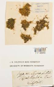 Attēlu rezultāti vaicājumam “Campylophyllum sommerfeltii”