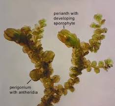 Attēlu rezultāti vaicājumam “Pseudobryum cinclidioides cells”