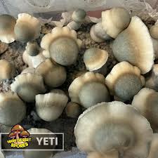 Attēlu rezultāti vaicājumam “Enteridium olivaceum spores”